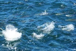Spectacular Topwater Stripers - June 15, 2012