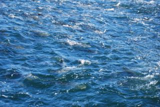 Spectacular Topwater Stripers - June 15, 2012