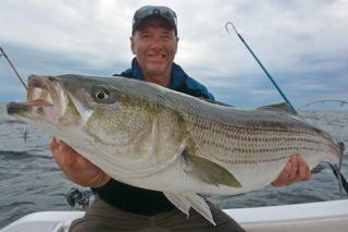 Check Out These Big Stripers! - August 8, 2013