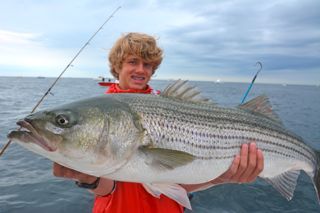 Check Out These Big Stripers! - August 8, 201