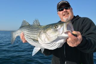 Light Tackle Striped Bass Action - May 31, 2013