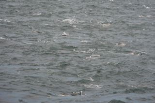 More Awesome Topwater Action - June 25, 2013