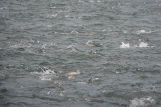 More Awesome Topwater Action - June 25, 2013