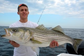 More Great Striped Bass Fishing - August 14, 2013