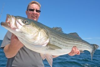 More Great Striped Bass Fishing - August 14, 2013