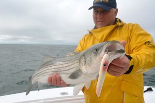 Memorial Day Weekend Striped Bass Fishing - May 25, 2013