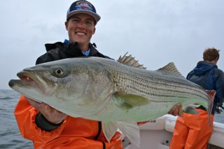 More Great Striped Bass - October 6, 2013