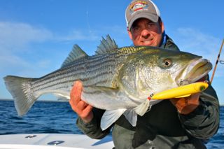 Guides Secret Attracts the Big Fall Stripers! - October 8, 2013