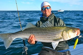 Guides Secret Attracts the Big Fall Stripers! - October 8, 2013