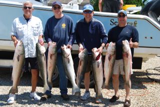 High Action Striped Bass Fishing Continues - June 1, 2013
