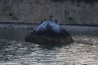 Basking Wildlife - August 21, 2013