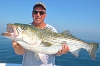 Reel Deal Striped Bass Fishing - August 21, 2013