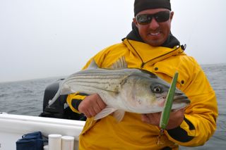 The Striped Bass are on the Outer Cape! - May 21, 2013