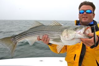 The Striped Bass are on the Outer Cape! - May 21, 2013