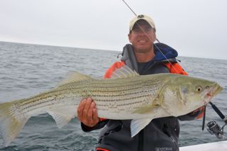 The Striped Bass are on the Outer Cape! - May 21, 2013