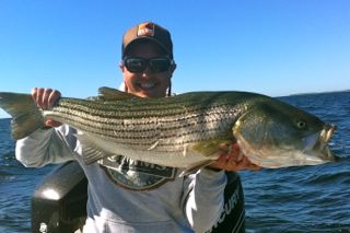 Nice Early September Striper - September 4, 2013