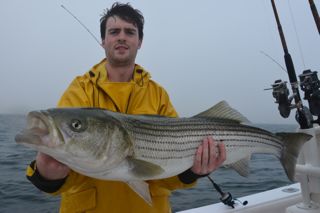 Van Staal VM150s Get a Workout on Stripers! - June 28, 2013