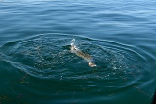 Awesome Cape Cod Fishing Charters - August 9, 2014