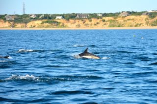 Awesome Cape Cod Fishing Charters - August 9, 2014
