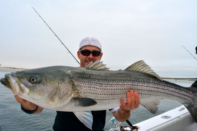 A Saturday for Cape Cod Stripers! - June 14, 2014