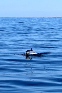 Great Days on Cape Cod Waters - August 19, 2014