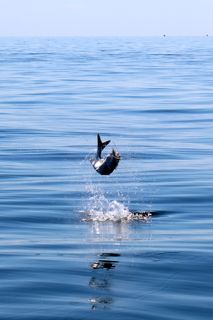 Great Days on Cape Cod Waters - August 19, 2014