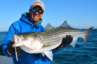 Phenomenal Cape Cod Striper Action - May 31, 2014