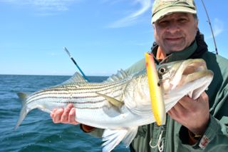 Phenomenal Cape Cod Striper Action - May 31, 2014