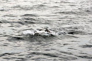 Cape Cod Striped Bass Fishing Report - June 9, 2014