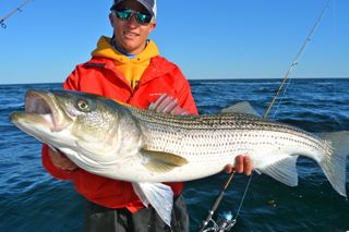 The Striped Bass Are Blitzin'! - June 7, 2014