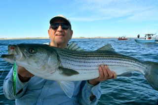 Jigging Up Big Bass on the Daddy Mac - June 21, 2014