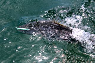 Light Tackle Fishing with Daddy Mac Lures - June 12, 2014