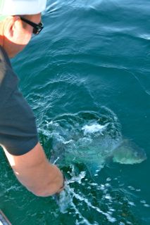 Cape Cod Fishing at It's Finest - June 8, 2014
