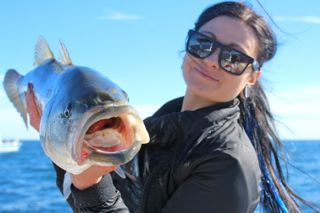 Jigging Up Big Bass on the Daddy Mac - June 21, 2014