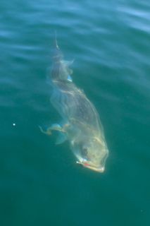 Fish Reel Deal!- July 30, 2014