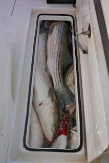 Light Tackle Bass Bite Continues! - October 5, 2014