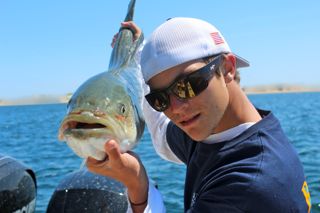 More Light Tackle Striped Bass Action - June 1, 2014