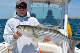 More Light Tackle Striped Bass Action - June 1, 2014