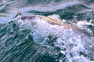 Light Tackle Bass Bite Continues! - October 5, 2014