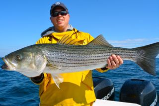 Topwater Striped Bass Action! - June 6, 2014