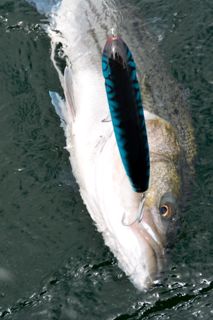 Gibbs Lures Topwater Striped Bass Action! - June 6, 2014
