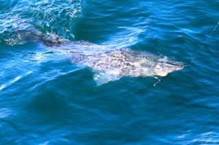 Things to do on Cape Cod: Go Fishing! - June 15, 2014