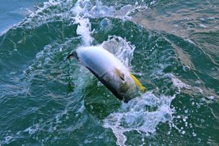 Tight Lines! - August 18, 2014