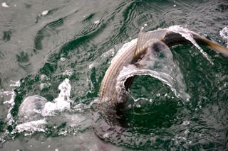 More Great Early Season Striper Fishing - May 20, 2014