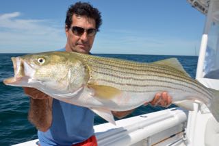 Striped Bass Fishing Charters - Early August 2015