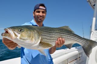 Striped Bass Fishing Charters - Early August 2015