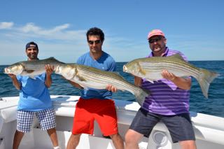 Striped Bass Fishing Charters - Early August 2015