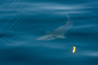 Topwater Gibbs Action! - June 20, 2015