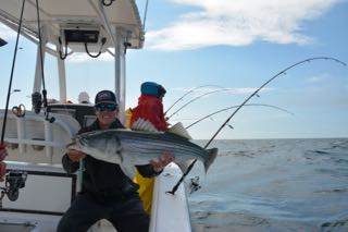Big Striped Bass off Cape Cod - May 31, 2015