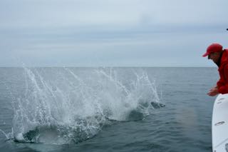 Catch and Release Striped Bass Fishing! - June 15, 2015